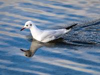 Lachmöwe im Ruhekleid